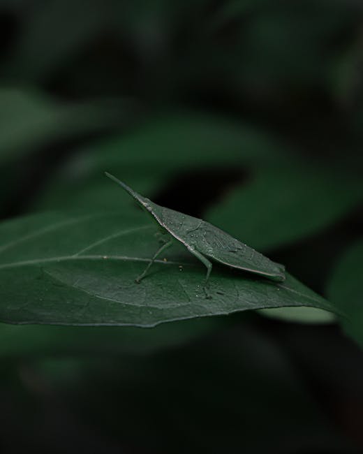 A close-up of a green leaf with a small, camouflaged insect resting on its surface. The insect blends in with the leaf, which has visible veins and a slightly textured surface. The background consists of blurred dark green foliage, creating a natural setting. The image appears to be taken outdoors with soft, diffused lighting highlighting the leaf and insect. This natural scene showcases elements of plant life and insect activity, relevant to the environment of a home relocation site where outdoor spaces and gardens may be involved, as supported by the services of Man with Van Osterley, specialists in removals and furniture transport.