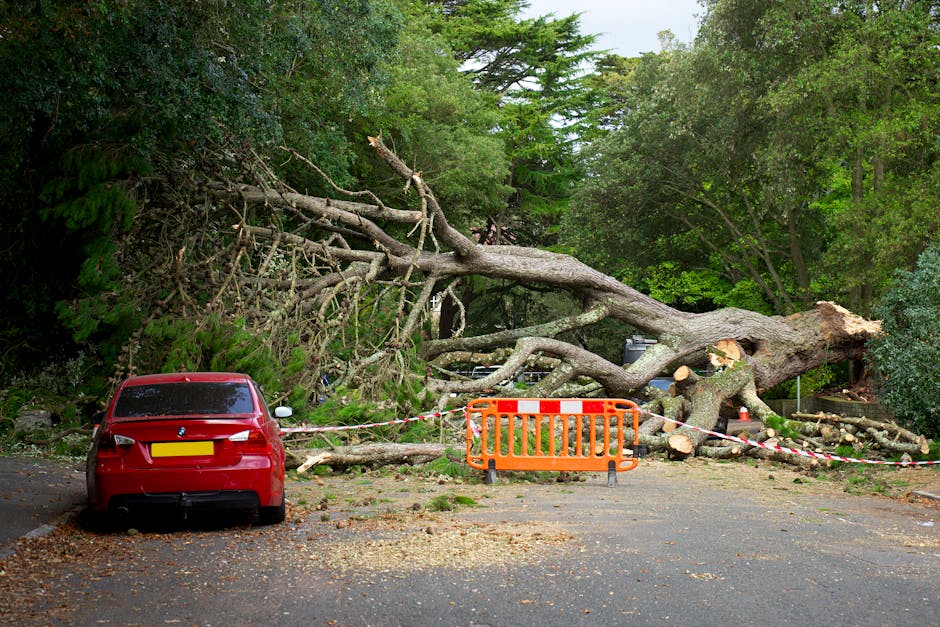 A large tree has fallen across a paved parking area, blocking the view of the background which is filled with green foliage and trees. The fallen tree's trunk and branches are spread across the ground, with some branches hanging over the curb. Debris, including small twigs and leaves, is scattered on the pavement. A red hatchback car is parked on the left side of the image, with its rear facing the camera. The vehicle is enclosed by red and white striped warning tape, which is attached to an orange safety barrier positioned in front of the fallen tree. The scene appears to be cordoned off for safety, possibly following storm damage, and there are no people visible in the image. The surroundings suggest a residential or local parking space near wooded areas, with natural lighting indicating daytime.